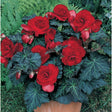 bronze leaf red begonia