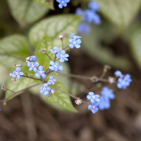 Close-up of blue brunnera flowers on Jack Frost Brunnera blooming in early spring to late spring.