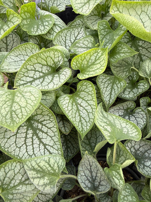 Jack Frost Brunnera displays distinctive heart-shaped leaves with silvery-white variegation and dark green veining in a healthy perennial clump.