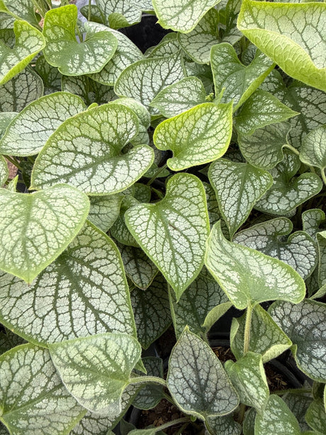 Jack Frost Brunnera displays distinctive heart-shaped leaves with silvery-white variegation and dark green veining in a healthy perennial clump.