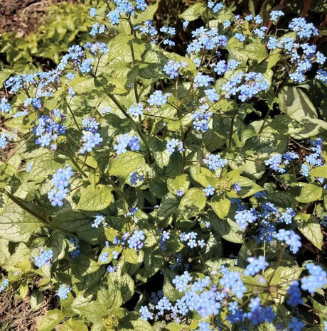 Perennial foliage of Jack Frost Brunnera (Brunnera macrophylla 'Jack Frost') in a garden setting.