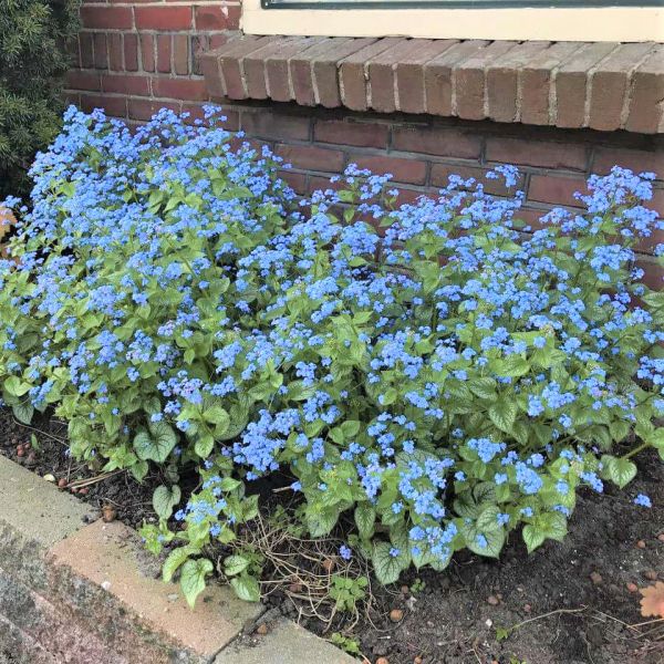 Jack Frost Brunnera (Brunnera macrophylla 'Jack Frost'), a perennial featuring blue flowers and perennial.