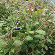 Brunswick Blueberry Bush - Nature Hills Nursery - #1 Container - 