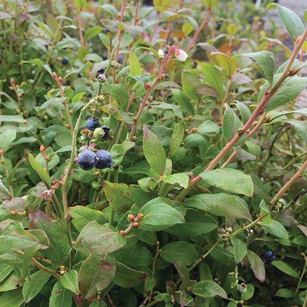 Brunswick Blueberry Bush - Nature Hills Nursery - #1 Container - 