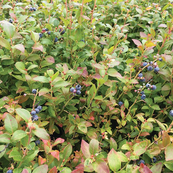 Brunswick Blueberry Bush - Nature Hills Nursery - #1 Container - 
