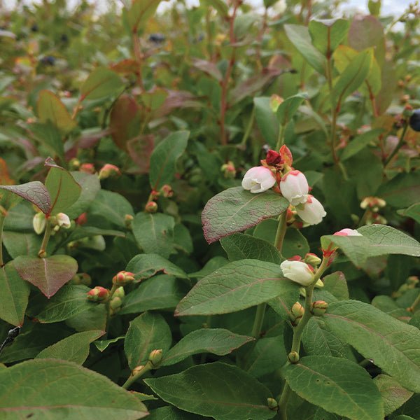 Brunswick Blueberry Bush - Nature Hills Nursery - #1 Container - 