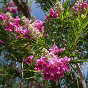 Bubba Desert Willow - Nature Hills Nursery - 4x4x6 Inch Container - 