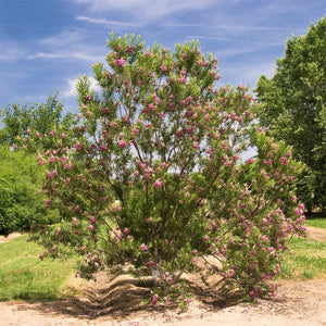 Bubba Desert Willow - Nature Hills Nursery - 4x4x6 Inch Container - 