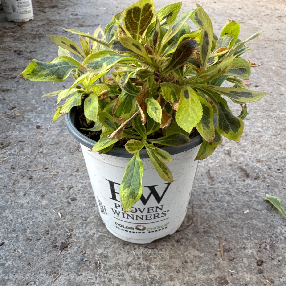 Bubbly Wine Weigela plant in a white nursery pot, showcasing variegated green and
