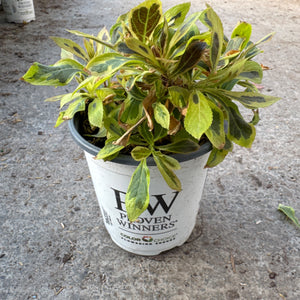 Bubbly Wine Weigela plant in a white nursery pot, showcasing variegated green and
