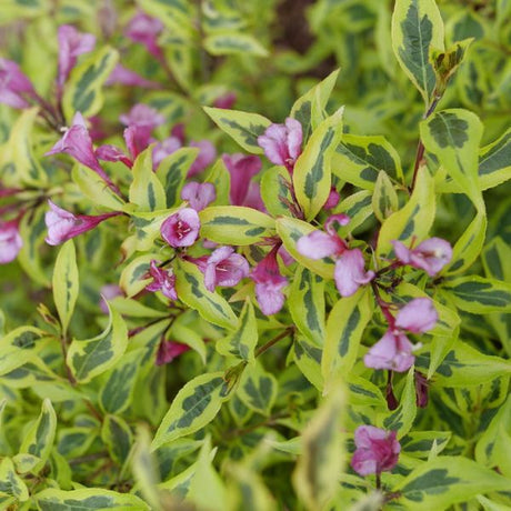 Proven Winners® Bubbly Wine® Weigela