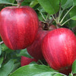 Buckeye&reg; Prime Gala Apple Tree - Nature Hills Nursery - 4 - 5 Feet Bareroot Semi - Dwarf Height - 