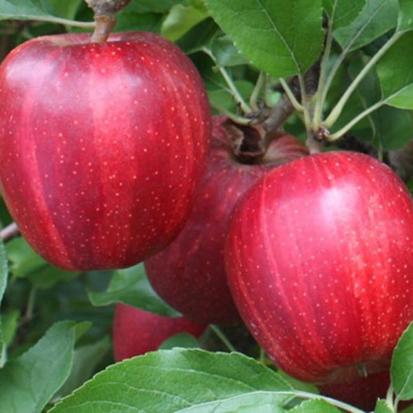 Buckeye&reg; Prime Gala Apple Tree - Nature Hills Nursery - 4 - 5 Feet Bareroot Semi - Dwarf Height - 