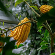 Buddha Hand Fruit Tree - Nature Hills Nursery - #5 Container 2 - 3 Feet - 