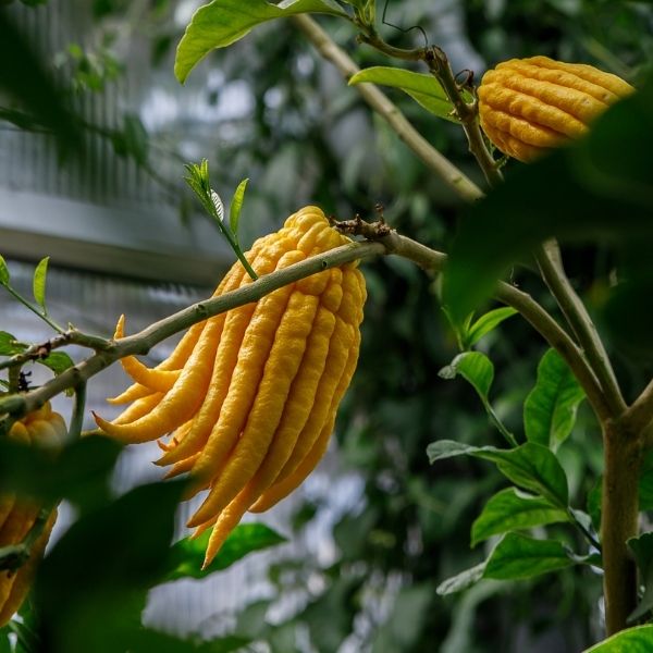 Buddha Hand Fruit Tree - Nature Hills Nursery - #5 Container 2 - 3 Feet - 