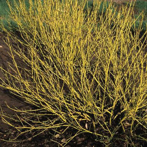 Bud's Yellow Dogwood