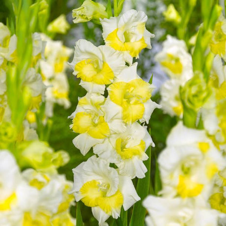 Buggy Gladiolus Blooms