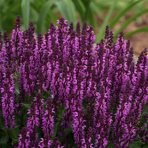 Bumbleberry Salvia - Nature Hills Nursery - #1 Container - 