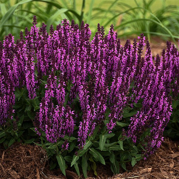 Bumbleberry Salvia - Nature Hills Nursery - #1 Container - 