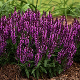 Bumbleberry Salvia - Nature Hills Nursery - #1 Container - 