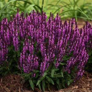 Bumbleberry Salvia - Nature Hills Nursery - #1 Container - 