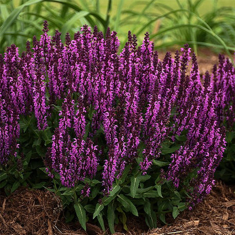Bumbleberry Salvia - Nature Hills Nursery - #1 Container - 