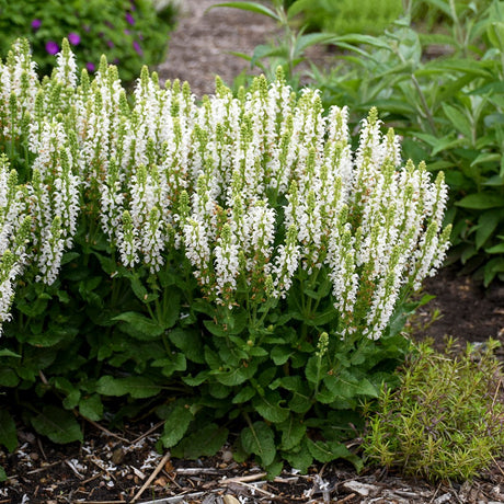 Bumblesnow Salvia - Nature Hills Nursery - #1 Container - 