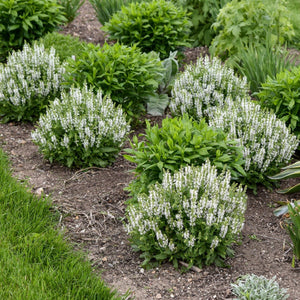 Bumblesnow Salvia - Nature Hills Nursery - #1 Container - 