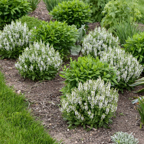 Bumblesnow Salvia - Nature Hills Nursery - #1 Container - 