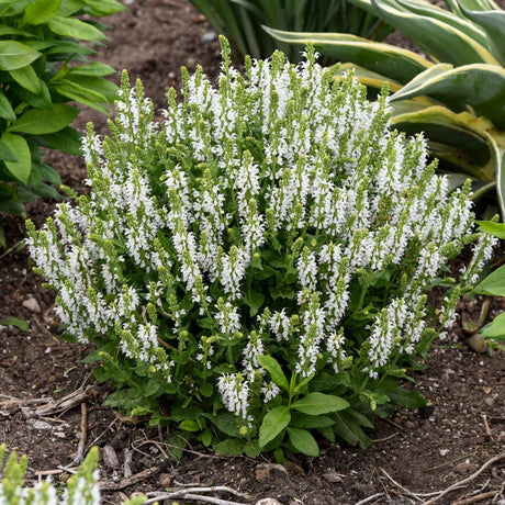 Bumblesnow Salvia - Nature Hills Nursery - #1 Container - 