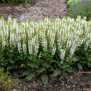 Bumblesnow Salvia - Nature Hills Nursery - #1 Container - 
