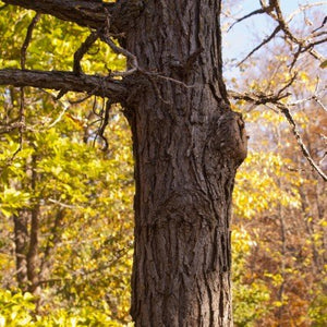 Bur Oak Tree (Quercus macrocarpa) growing in a garden landscape, showing mature tree form.