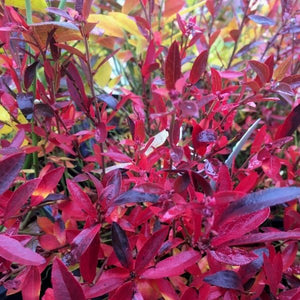 Burgundy Blueberry Bush - Nature Hills Nursery - #2 Container - 