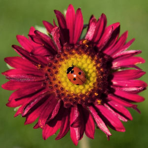 Burgundy Gaillardia