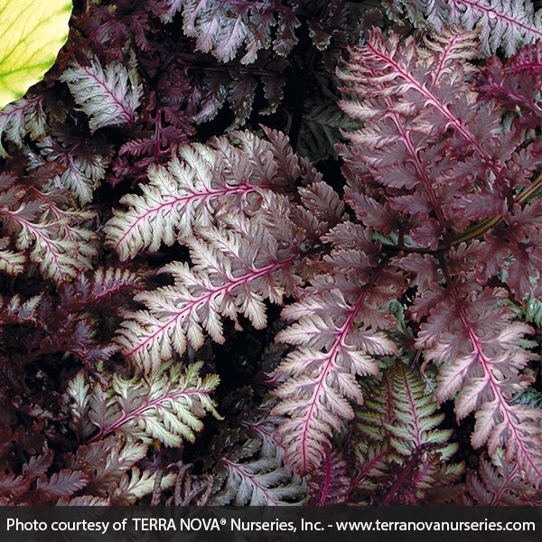 Perennial foliage of Burgundy Lace Painted Fern (Athyrium niponicum var. pictum 'Burgundy Lace') in a garden setting.