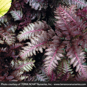 Perennial foliage of Burgundy Lace Painted Fern (Athyrium niponicum var. pictum 'Burgundy Lace') in a garden setting.