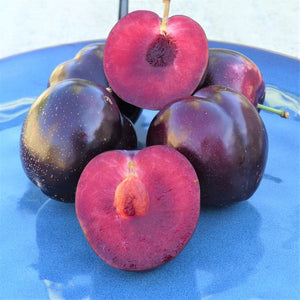 Burgundy Plum Tree - Nature Hills Nursery - 4 - 5 Feet Bareroot - 
