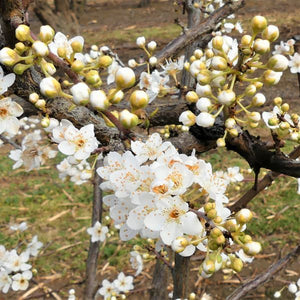 Burgundy Plum Tree - Nature Hills Nursery - 4 - 5 Feet Bareroot - 