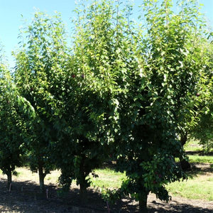 Burgundy Plum Tree - Nature Hills Nursery - 4 - 5 Feet Bareroot - 