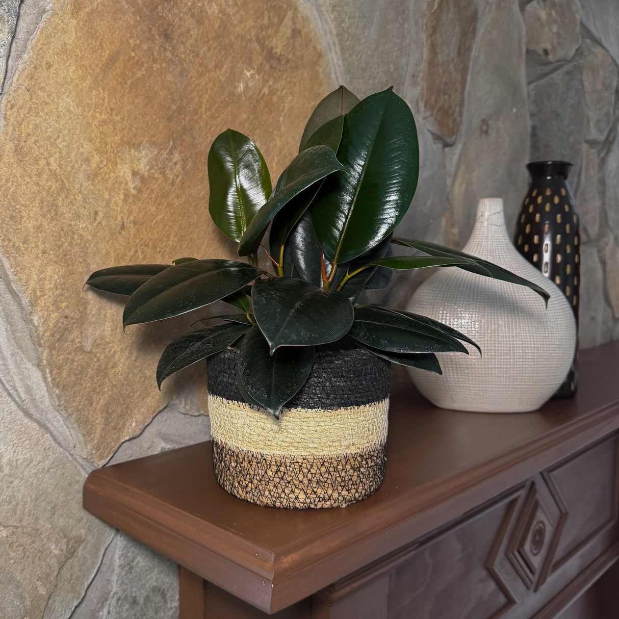 Burgundy Rubber Plant in a 6 inch pot
