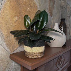 Burgundy Rubber Plant in a 6 inch pot