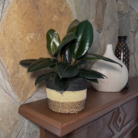 Burgundy Rubber Plant in a 6 inch pot