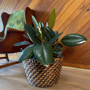 Burgundy Rubber Plant in an 8 inch pot, view 2