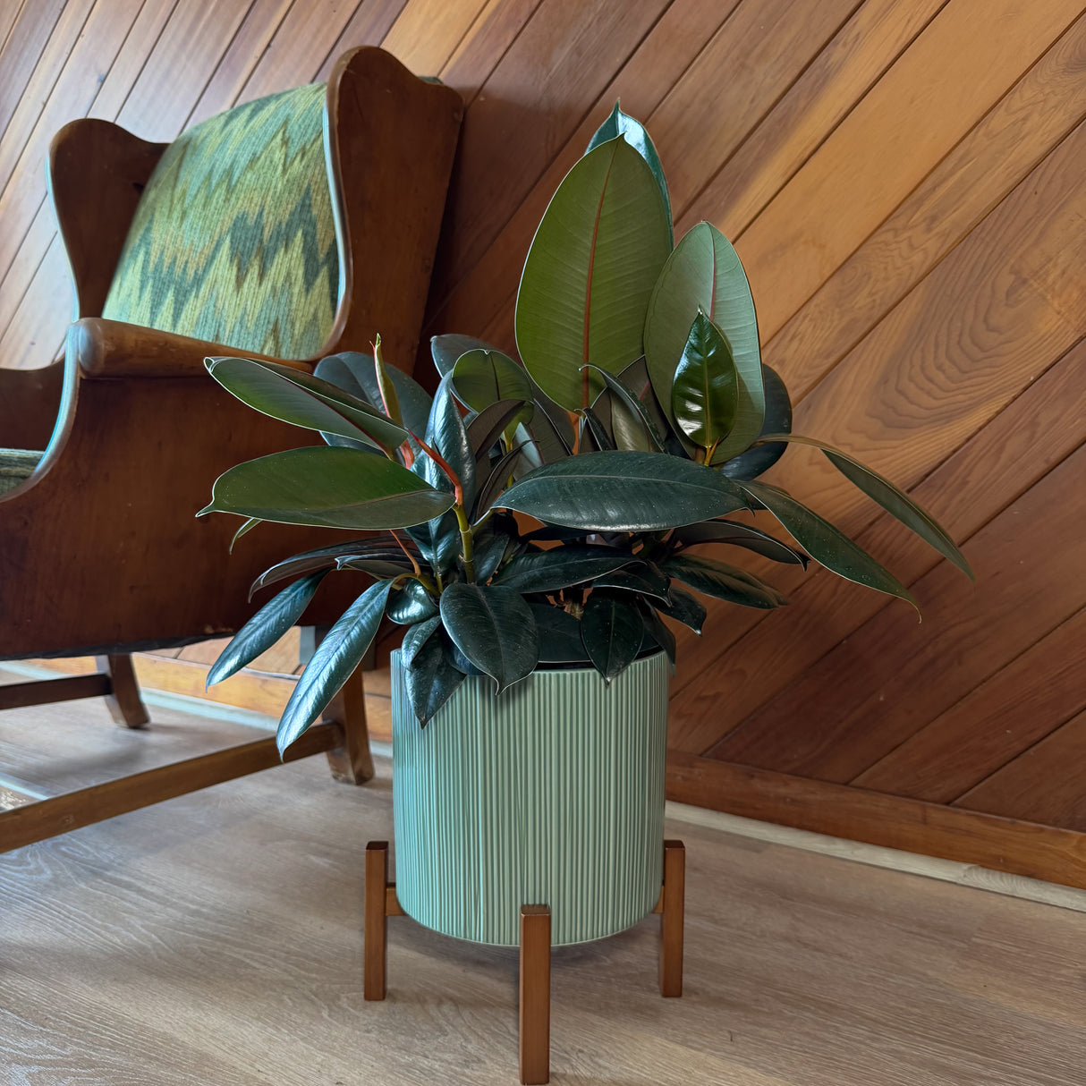 Burgundy Rubber Plant in an 8 inch pot