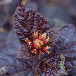 Burgundy Spice Sweetshrub - Nature Hills Nursery - #3 Container - 