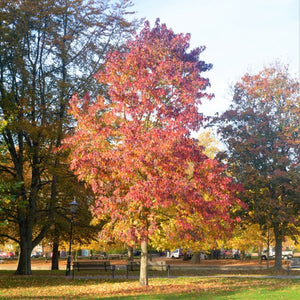 Burgundy Sweetgum Tree - Nature Hills Nursery - 4x4x6 Container 2 - 3 Feet - 