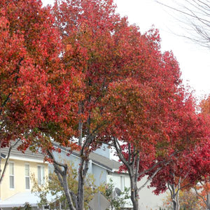 Burgundy Sweetgum Tree - Nature Hills Nursery - 4x4x6 Container 2 - 3 Feet - 