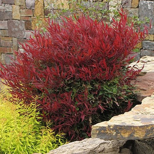 Burgundy Wine Heavenly Bamboo - Nature Hills Nursery - Quart Container - 