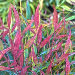 Burgundy Wine Heavenly Bamboo - Nature Hills Nursery - Quart Container - 