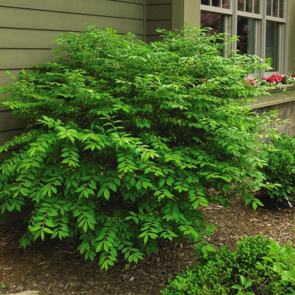 Euonymus | Burning Bush